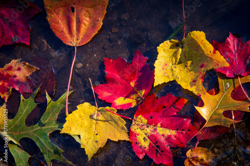 Autumn Leaves Floating