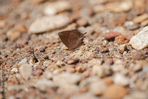brown butterfly on the sand, Amblypodia anita, the purple leaf blue butterfly