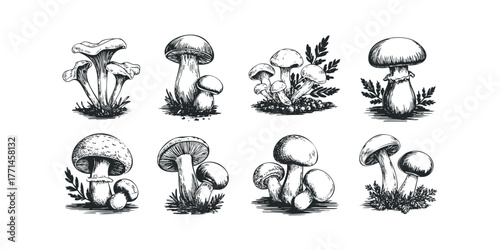Variety of Hand Drawn Mushrooms with Foliage