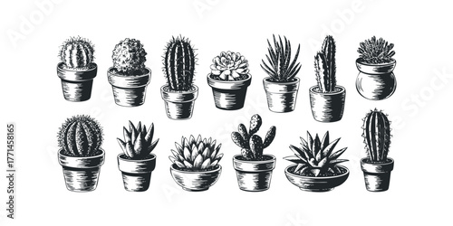 Collection of Potted Cacti and Succulents in Sketch Style