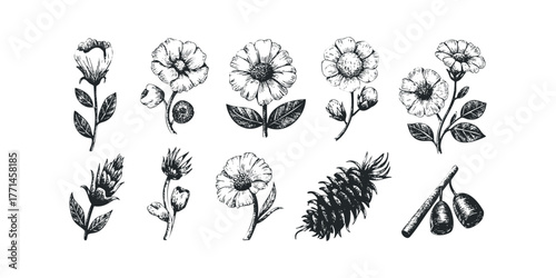 Collection of Hand Drawn Botanical Elements