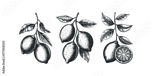 Three Hand Drawn Lemon Sprigs with Leaves and One Cut Lemon Slice