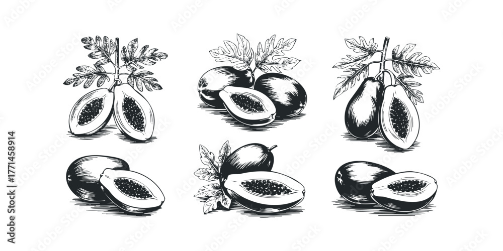 Fototapeta premium Fresh papaya halves and whole fruits with leaves sketch