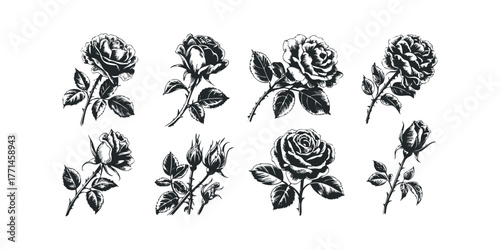 Collection of Black and White Rose Sprigs