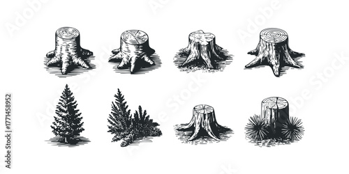 Collection of wood stumps and evergreen trees