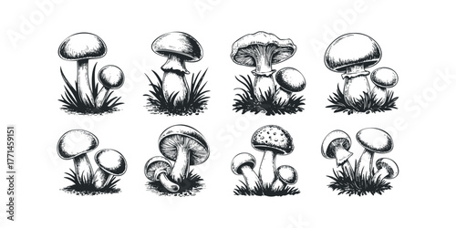 Collection of Hand Drawn Mushrooms in Grass