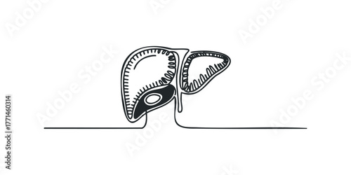 Simple continuous line drawing of human liver