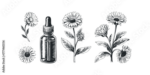 Hand-drawn bottle with dropper and calendula flowers