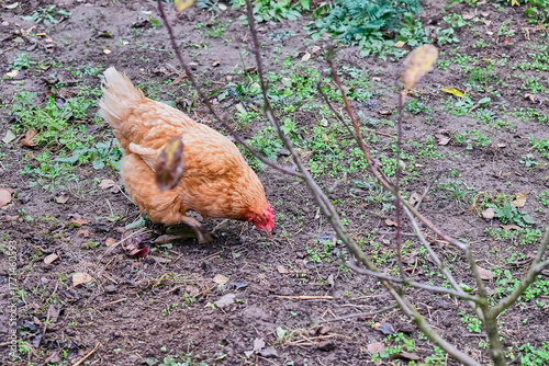 A brown chicken foraging for food on open organic farmland. Depicts free range poultry, eco friendly farming, natural lifestyle, healthy environment, organic agriculture