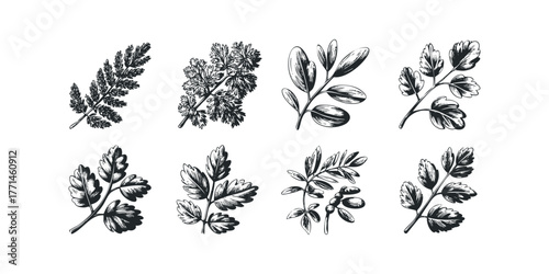 Eight hand-drawn plant sprigs with detailed leaves