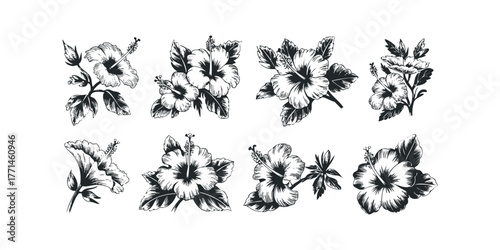 Collection of hand drawn hibiscus flowers and buds