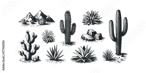 Desert landscape with various cacti and agave plants