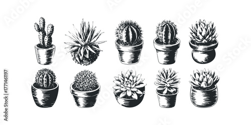Collection of Potted Succulents and Cacti