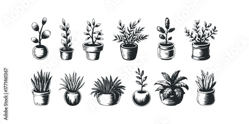 Collection of Hand Drawn Potted Plants in Various Containers