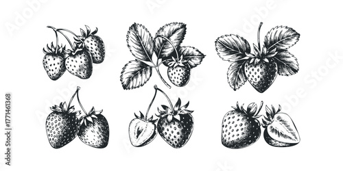 Sketch of Strawberries with Leaves and Stems