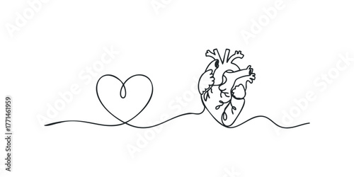 Anatomical heart connected to a heart shape by continuous line