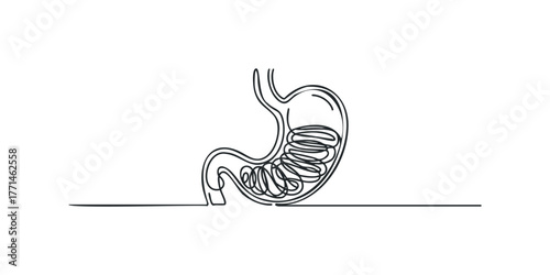 Continuous Line Drawing of Human Stomach Anatomy