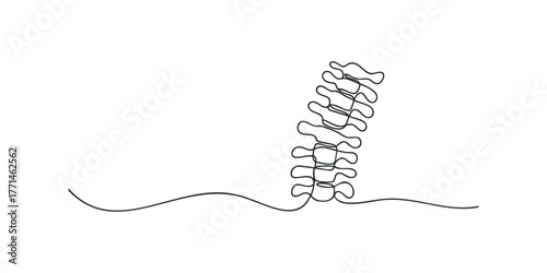 Minimalist line art of human spine segment