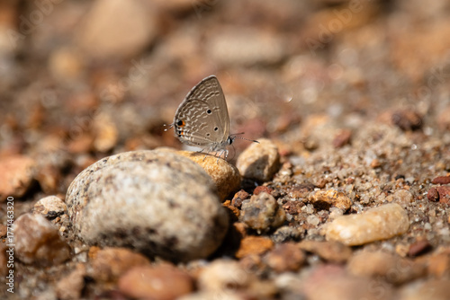 butterfly on stone, Luthrodes pandava , the Plains Cupid, or cycad blue