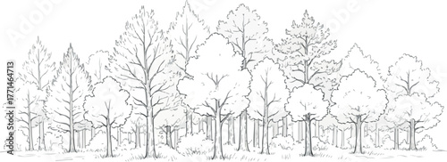 Monochrome Forest Sketch with Bare Trees and Woodland Undergrowth | Line Art Illustration for Coloring Books, Educational Resources and Nature-Themed Designs