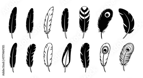 A collection of diverse feathers in black and white illustration style