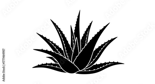 Elegant black silhouette of an aloe vera plant botanical illustration