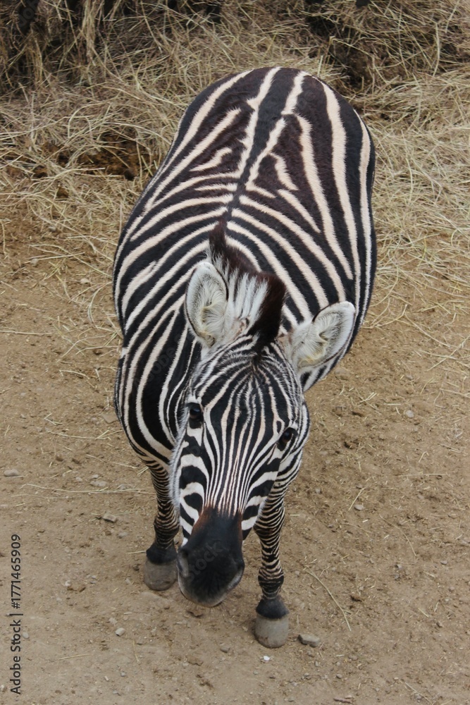 Fototapeta premium zebra close up
