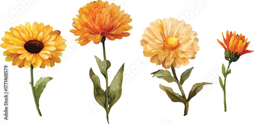 bouquet of flowers isolated on white