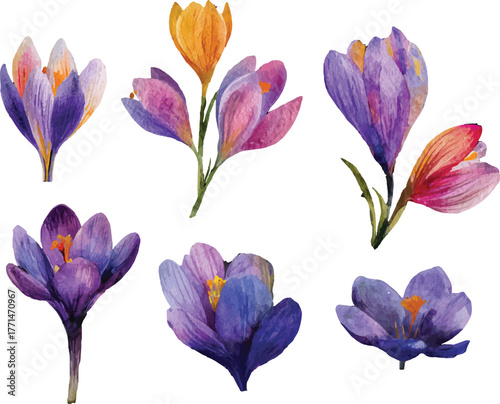 Purple crocuses painted in watercolor