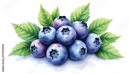 Blueberries with Green Leaves Vector Watercolor