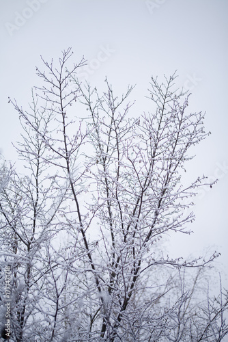 Naturalistic wildlife friendly winter garden - Hazel shrub covered in white snow.