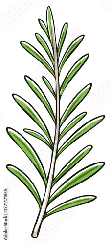 Hand drawn illustration of a fresh green rosemary herb sprig