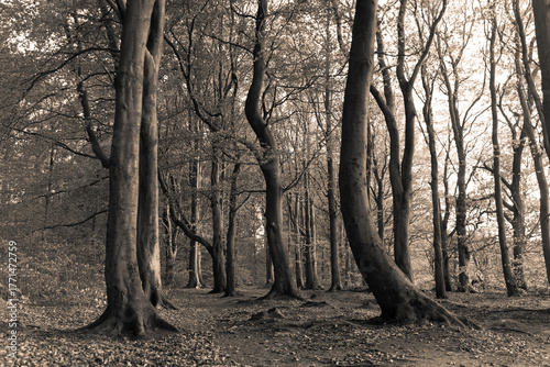 Monochrome in braun magic forest. Artistic  forest scene. Fine art photo of a forest