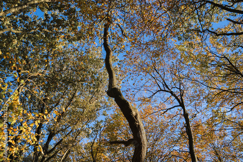 Autumn branches against blue sky. Simple nature scene - autumn landscape. Branches framed by autumn sky 