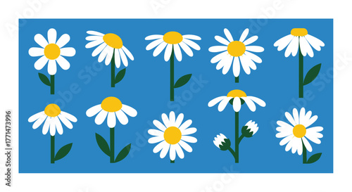 Cheerful daisy pattern blooming on blue background brings a sunny, optimistic feel to your designs and projects, adding a touch of springtime beauty