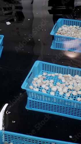 Fresh clams in bassins at local fish market