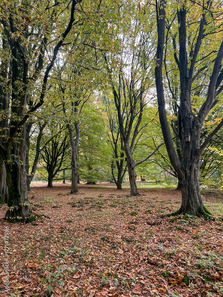 Fototapeta premium autumn in the park