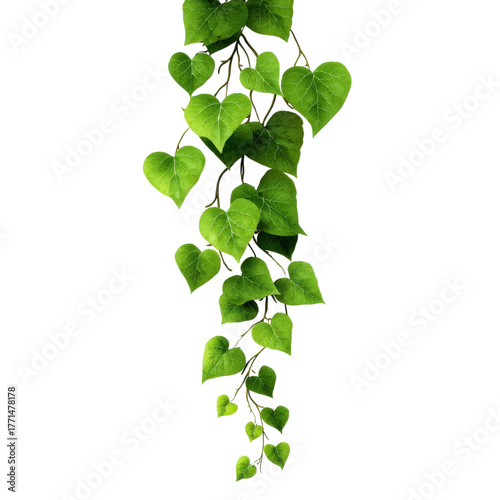 Heart-shaped green leaves of ivy gracefully hanging down in a bright setting, showcasing nature's beauty