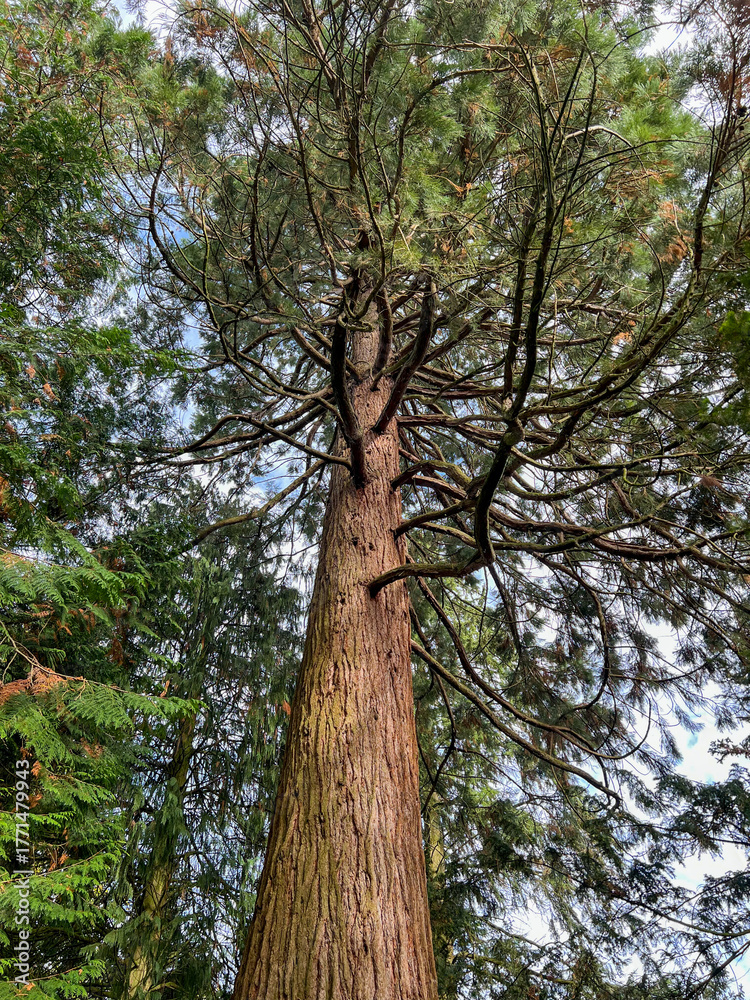 Fototapeta premium trees in the woods