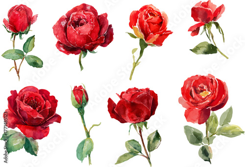 set of red roses vector