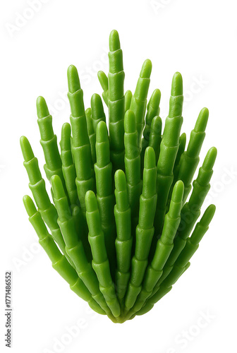 Compact saltwort with thick, cylindrical stems.