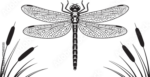 Detailed illustration of a dragonfly