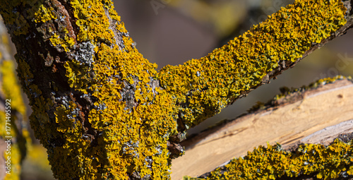 Foto Common orange lichen Xanthoria parietina thriving on tree branches in a sunny co