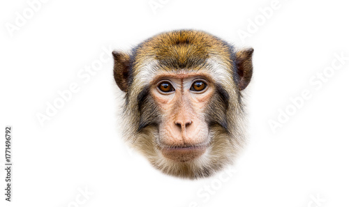 Monkey head on a white background isolated. Chimpanzee muzzle. Primates