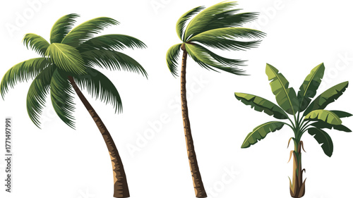 Tropical tree icon set, palm and banana plant illustration, exotic vegetation silhouette, nature vector template for design