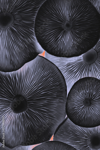 Aesthetic digitally processed photo of black mushrooms caps with delicate radial textures, close-up composition. Abstract macro background.