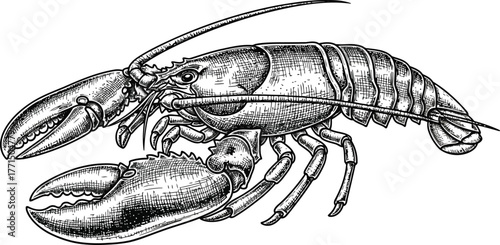 Monochromatic illustration of a black lobster against a solid black background showcasing its silhouette and distinctive form