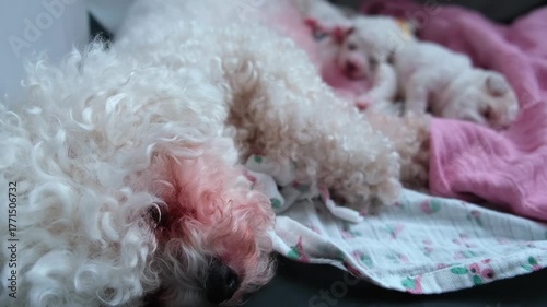 Close-up side view of a white fluffy Bichon Frise mother dog sleeping next to two of her tiny white newborn puppies who are also sleeping peacefully on soft bedding.