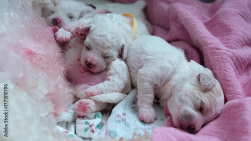Close-up of several white newborn Bichon Frise puppies wearing yellow and blue identification collars nursing and sleeping among their littermates near their fluffy mother.