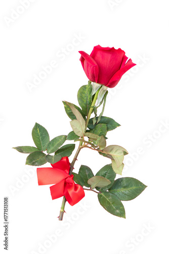 dark red roses on table